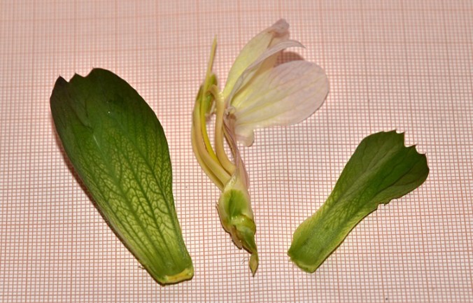 Acanthus mollis, fiore smontato 93