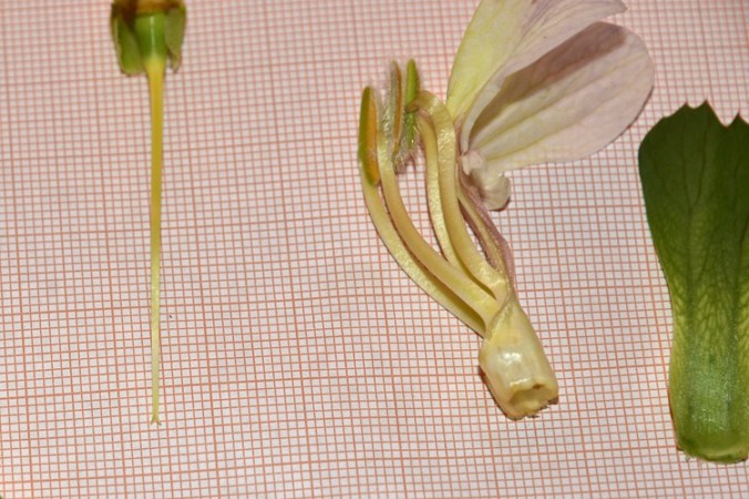 Acanthus mollis, fiore smontato 94