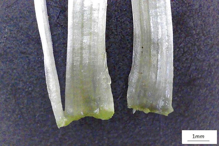 Dove si parla di una erbacea perenne dai caratteri molto singolari.