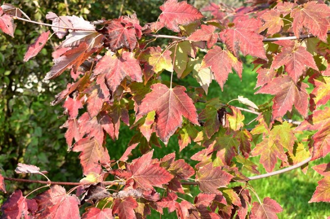Acer rubrum, foglia, foliage.