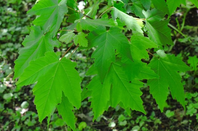 Acer rubrum foglia primo tipo.