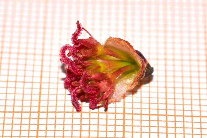 Acer rubrum infiorescenza.