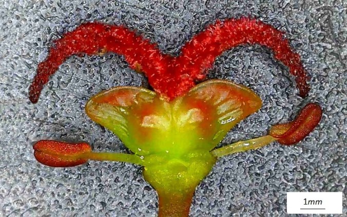 Acer rubrum, ovario e stigmi. Foto macro.