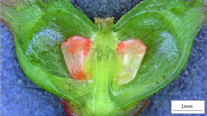 Acer rubrum, sezione longitudinale ovario.
