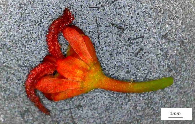 Acer rubrum, singolo fiore. Foto macro.