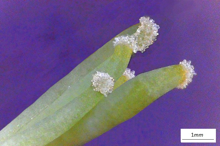 Malus baccata, stigmi. Foto macro.