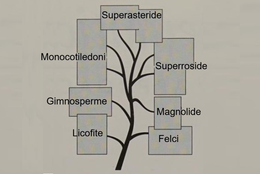 Judd, Plant Systematics. seconda di copertina semplificata.
