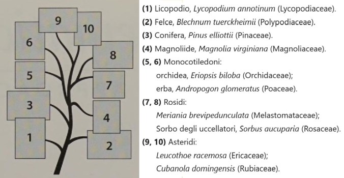 Judd, Plant Systematics. seconda di copertina.