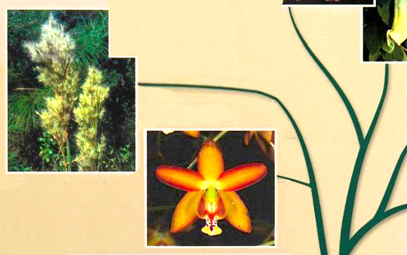 Judd, Plant Systematics, Monocotiledoni.