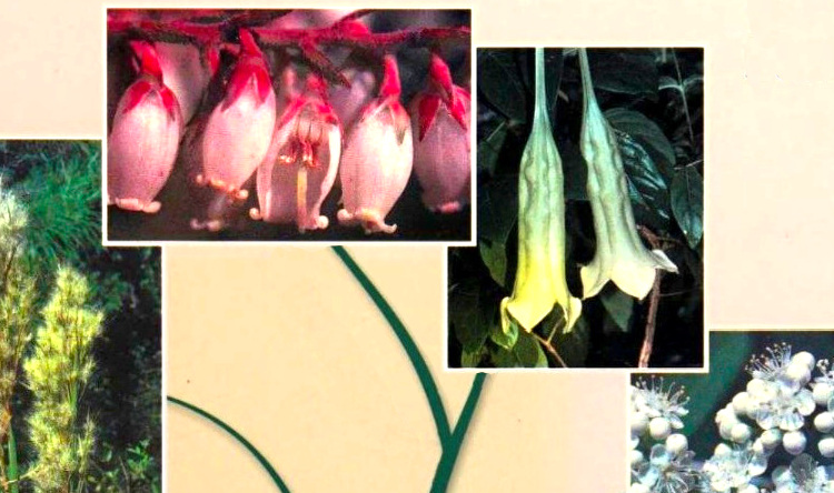 Judd, Plant Systematics, Superasteridi.