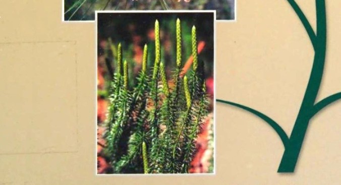 Judd, Plant Systematics. Licofite.