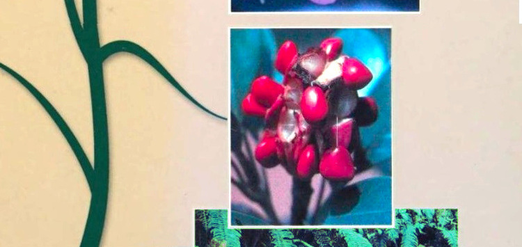 Judd, Plant Systematics, Magnolide.