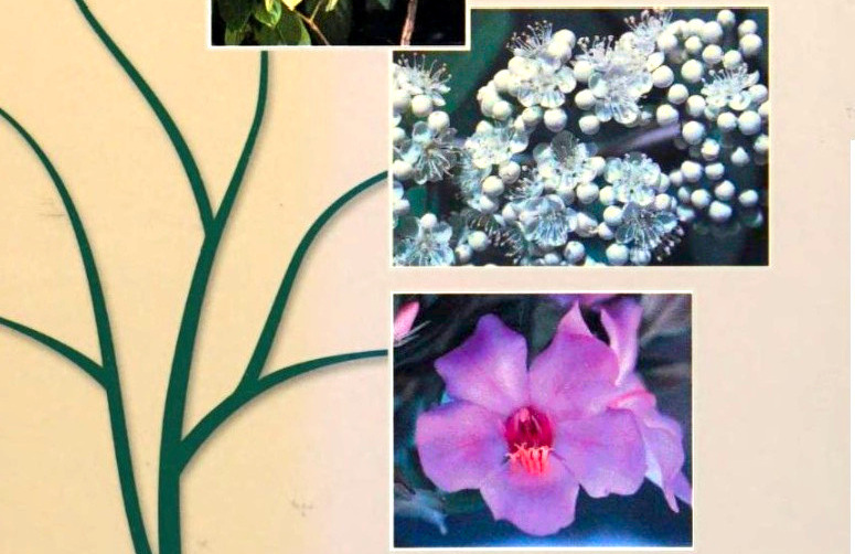 Judd, Plant Systematics, Superrosidi.