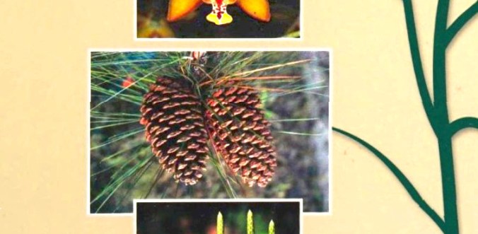 Judd, Plant Systematics, Gimnosperme.