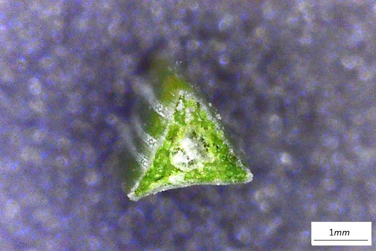 Pinus strobus, sezione trasversale di singolo ago.  Foto macro.