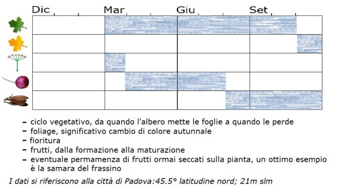 Carpinus orientalis, Fenogia.