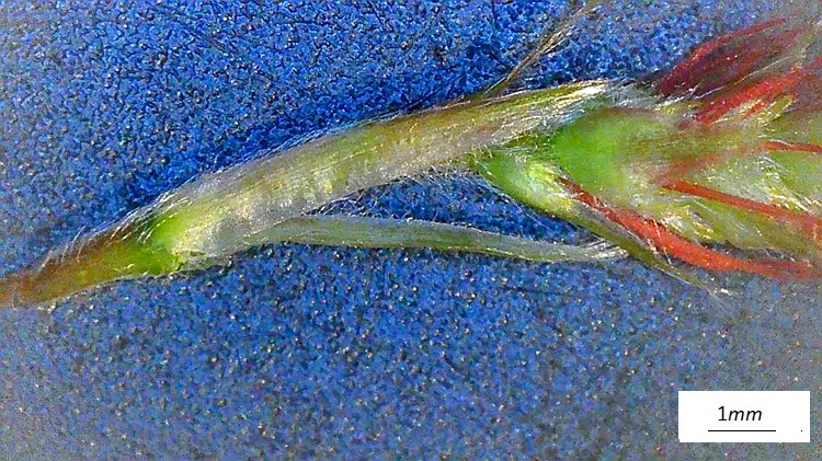 Carpinus orientalis, brattea infiorescenza femminile. Foto microscopio.