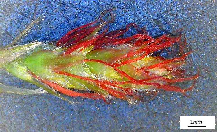 Carpinus betulus, infiorescenza femminile. Foto microscopio.