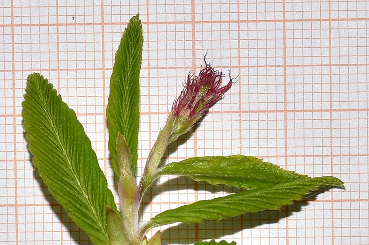 Carpinus betulus, infiorescenza femminile.