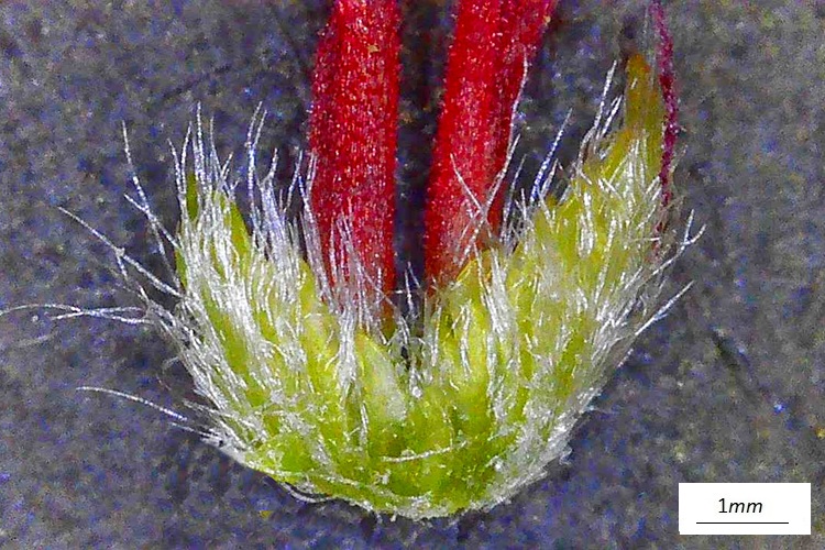 Carpinus orientalis, singolo fiore femminile - primordi di brattee. Foto microscopio. 