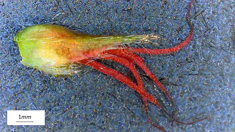 Carpinus orientalis, singolo fiore femminile. Foto microscopio.