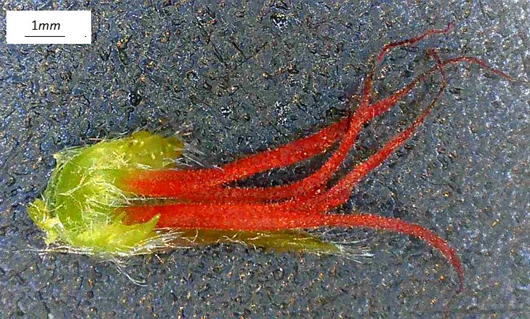 Carpinus orientalis, singolo fiore femminile - lato verso l'asse dell'infiorescenza. Foto microscopio.