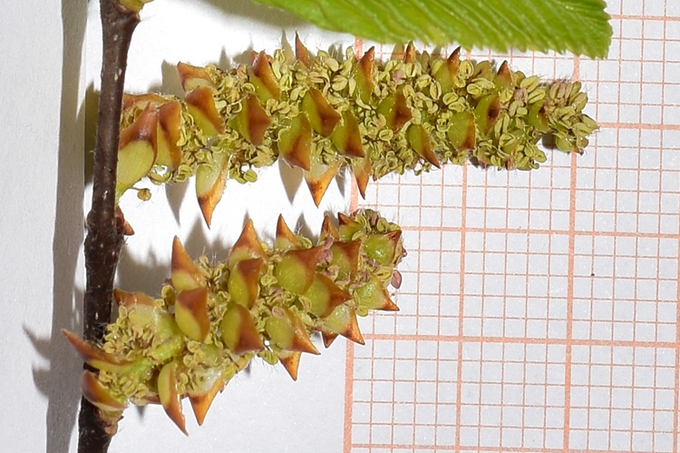 Carpinus orientalis, infiorescenze maschili..