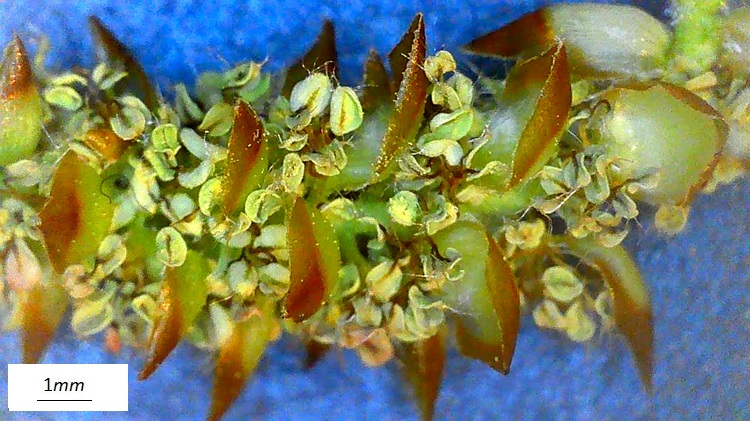 Caripuns betulus, fiore maschile. Foto microscopio.