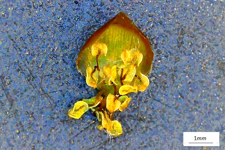 Carpinus orientalis, singolo fiore maschile. Foto microscopio.