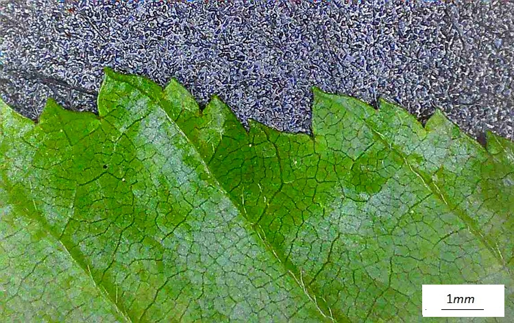 Carpinus orientalis, bordo, Foto microscopio.
