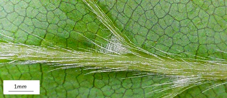 Carpinus orientalis, peluria della pagina inferiore. Foto microscopio.