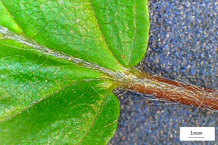 Carpinus orientalis, peluria picciolo. Foto microscopio.