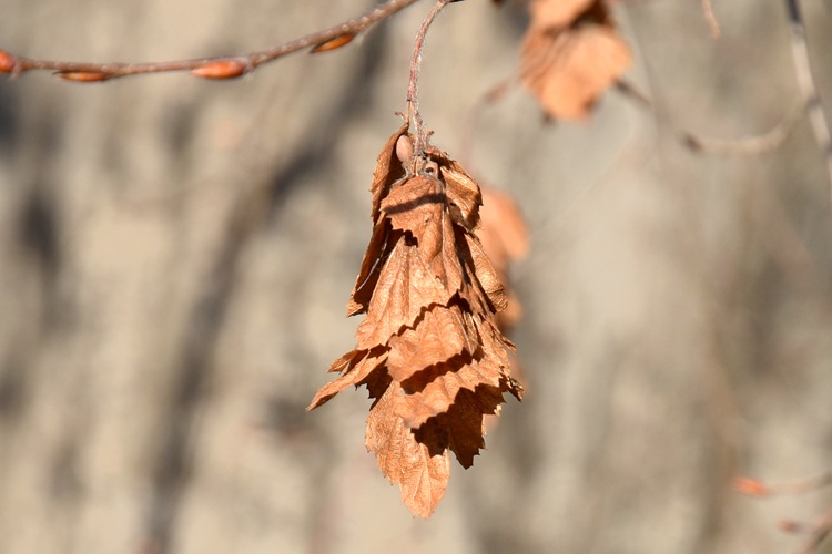 Carpinus orientalis, infruttescenza dicembre.