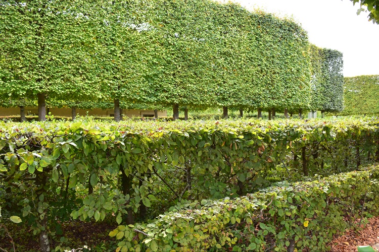 Carpinus orientalis, Petit Trianon, Versailles. Arte topiaria.