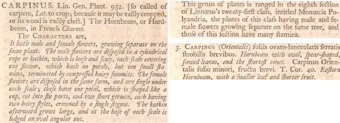 Carpinus orientalis, protologo, Gardeners Dictionary, 1768, Miller.