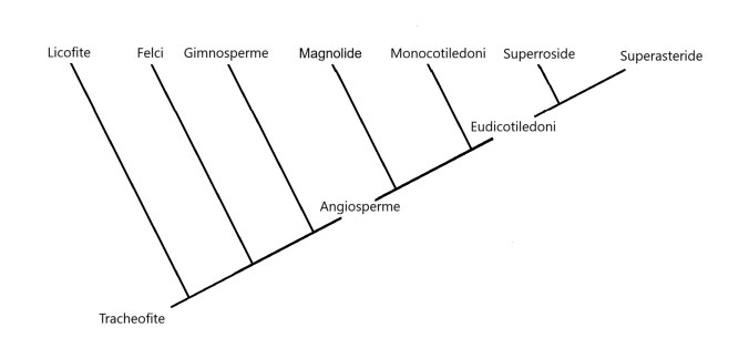 Judd, Plant Systematics. Albero filogenetico.
