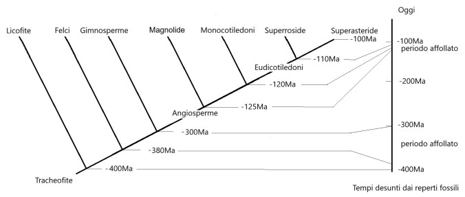 Judd, Plant Systematics. Albero filogenetico, tempo.