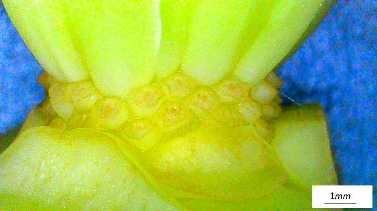 Judd, Plant Systematics, Liriodendro tilipifera, macro fiore.