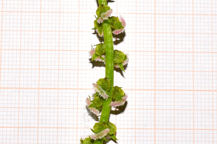 Pterocarya fraxinifolia, singoli fioretti femminili sessili.