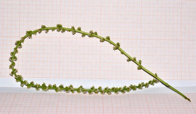 Pterocarya fraxinifolia, infiorescenza femminile lunghissima.