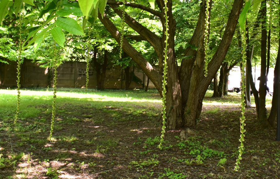 Pterocarya fraxinifolia, infiorescenza femminile.