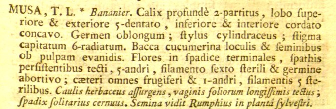 Musa basjoo, da Genera Plantarum de Jussieu.