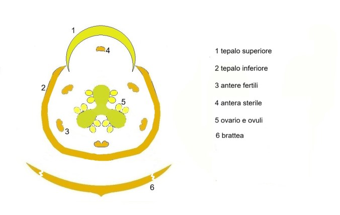Musa basjoo, diagramma fiorale.
