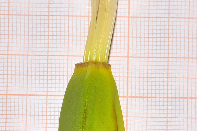 Musa basjoo,  fiore femminile, particolare filamenti.
