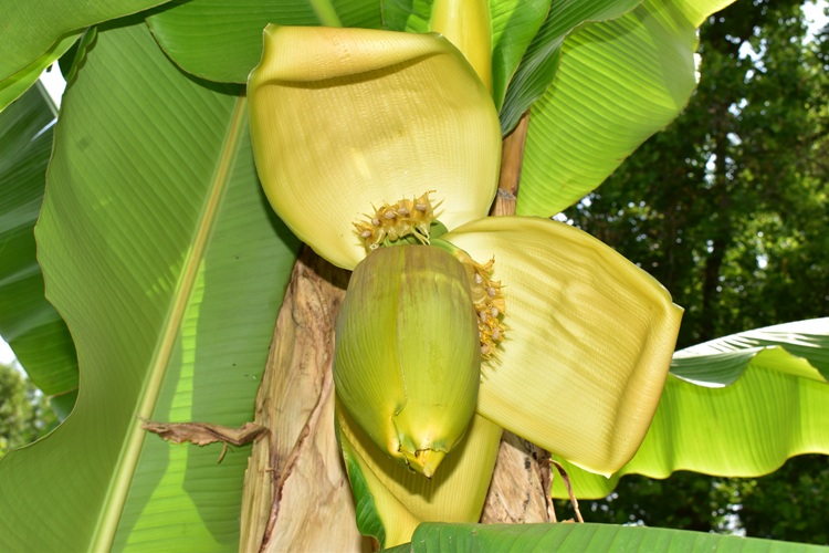 Musa basjoo,  fiore femminile, infiorescenza.
