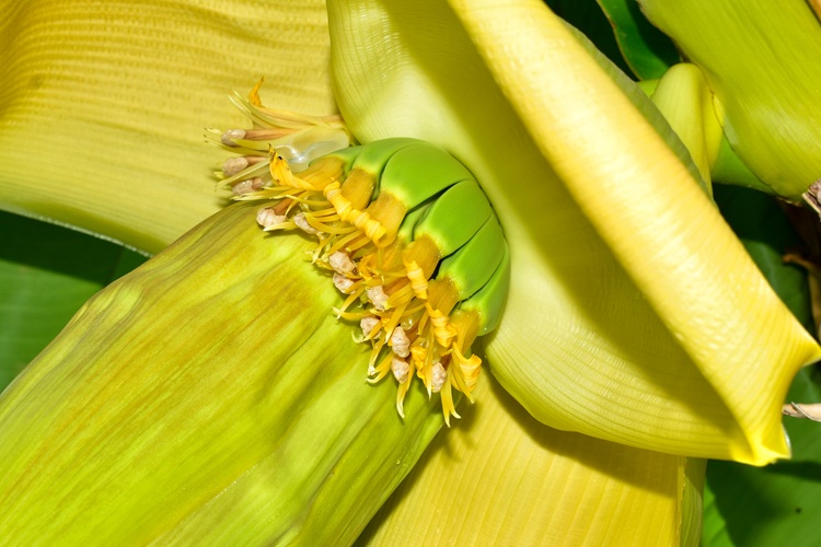 Musa basjoo,  fiore femminile, infiorescenza 2.