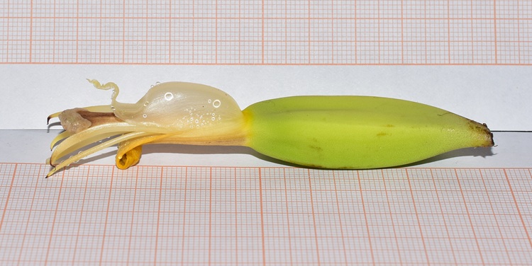 Musa basjoo,  fiore femminile, vista laterale.