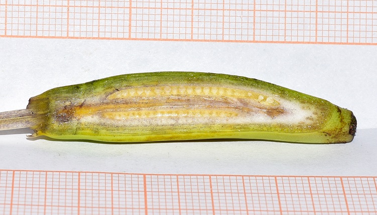 Musa basjoo,  fiore femminile, ovario sez. longitudinale.