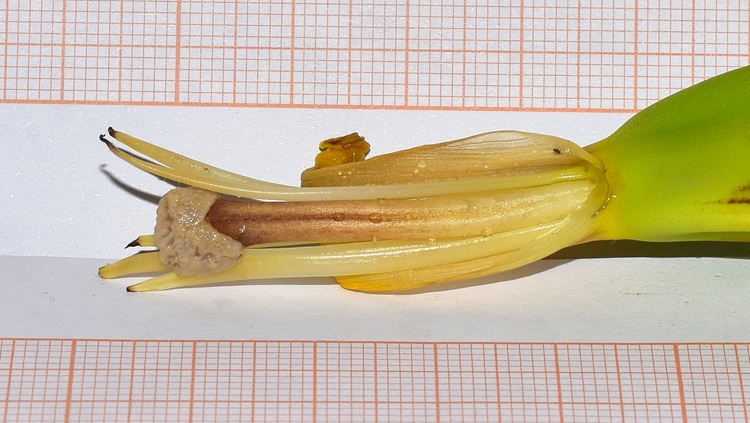 Musa basjoo,  fiore femminile, particolare.