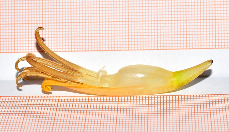 Musa basjoo,  fiore maschile, vista laterale.
